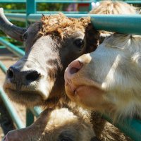 ХОТЯТ_ВСЕ :: Сергей Янович Микк