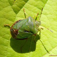 Из жизни клопика... :: Андрей Заломленков