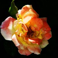 Глория  Дей :: Валентин Семчишин