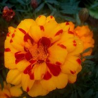 Летний :: Елена Семигина