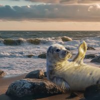 Нерпа :: Aleksey Afonin