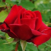 Роза :: Рита Симонова