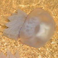 Азовская медуза :: Юрий Бичеров