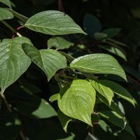 Геометрия природы :: Борис Генкин