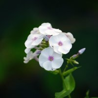 Флокс :: Иван Литвинов Флокс :: Иван Литвинов