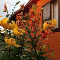 лилия Citronella :: Vera_85916050 Lario