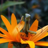 А вот и я :: Зоя Мишина