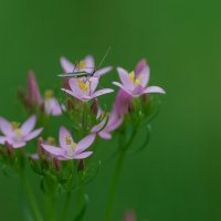 Хлебный клоп. :: Sergey (Apg)