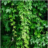 ЭТЮД... :: Elvira E. 