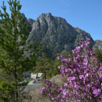 Маральник :: Валерий Медведев