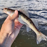 Маленький хищник :: Валерий Судачок Маленький хищник :: Валерий Судачок