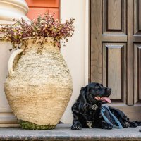 Барин :: Константин Бобинский