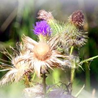 Репейники - 1 :: Сергей Репейники - 1 :: Сергей