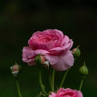 Царица. :: Ирина Соловьёва