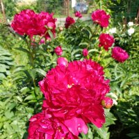 Розы кустовые. :: Ирина *** Розы кустовые. :: Ирина ***