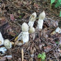 Фаллюс нескромный :: Александр Чеботарь