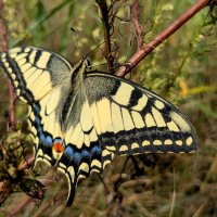 бабочки августа 15 :: Александр Прокудин
