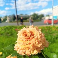 Розы :: Сапсан 