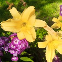 Лилейник и флокс :: Сапсан 