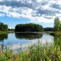 Природа Смоленщины в августе. :: Милешкин Владимир Алексеевич 