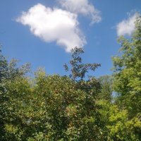 Лето :: Андрей Хлопонин