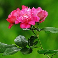 *** :: Леонид leo