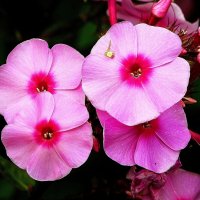 *** :: Леонид leo *** :: Леонид leo