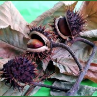 Плоды каштана. :: Ольга Довженко Плоды каштана. :: Ольга Довженко