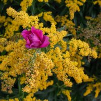 Лето :: Петр 