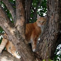 Сам не понял как залез :: Сергей Швечков