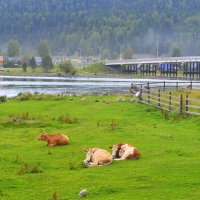 Алтайская пастораль :: Татьяна Лютаева