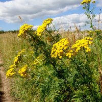 август... :: Галина Флора