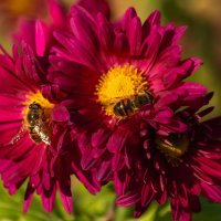 *** :: Игорь Сикорский *** :: Игорь Сикорский