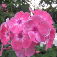 Флокс Салмон Глоу :: Дмитрий Никитин Флокс Салмон Глоу :: Дмитрий Никитин