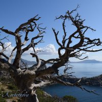 Природа Крыма :: Amazing Cosmea