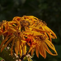 Букетик от природы. :: Петр Беляков