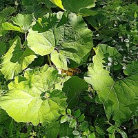 Цветы. :: Владимир Драгунский