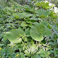 Цветы. :: Владимир Драгунский Цветы. :: Владимир Драгунский