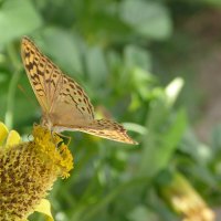 Бабочка :: Валентин Семчишин