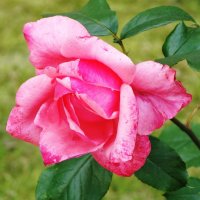 Роза :: Рита Симонова