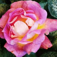 Роза :: Рита Симонова