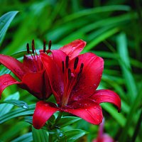 Фотозарисовка :: Владимир Кроливец