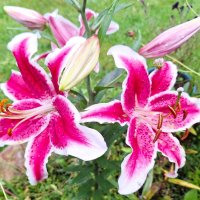 Лилии :: Наталья 