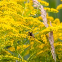 Шмель на золотарнике :: Александр Синдерёв Шмель на золотарнике :: Александр Синдерёв