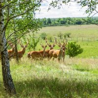 Природный парк "Олений" :: Дмитрий Ряховский Природный парк "Олений" :: Дмитрий Ряховский