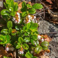 Краски лета. Цветущая брусника. :: Алексей Трухин