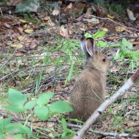 Малыш :: Галина Ильясова Малыш :: Галина Ильясова