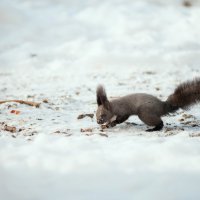 Белка :: Вячеслав Дроздов