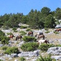 дикий табун :: Светлана Баталий дикий табун :: Светлана Баталий