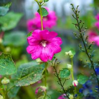 Цветы :: А кузнецов